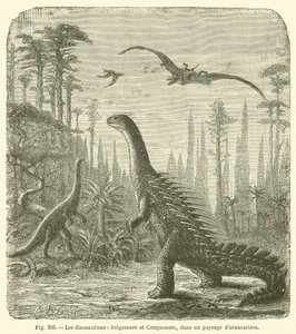 Dinosauři, Stegosaurus a Compsonote, v krajině Araucaria (rytina) od French School