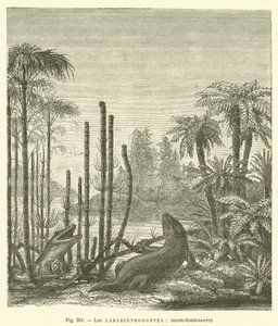 Les labyrinthodontes, mastodontosaures (rytina) od French School