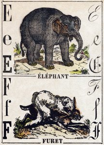 Písmeno E slon; F Fretka. Gravírování v „“Abeceda zvířat sauvages““. 9. série. Obrázky Epinal, Pellerin, tiskárna-nakladatel, kolem roku 1870. Rytiny na dřevě, šablona. 16 stran. Rozměr: 20 x 15 cm. Soukromá sbírka od French School