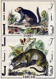 Dopis I Indri (Lemurien); J Jaguar. Gravírování v „“Abeceda zvířat sauvages““. 9. série. Obrázky Epinal, Pellerin, tiskárna-nakladatel, kolem roku 1870. Rytiny na dřevě, šablona. 16 stran. Rozměr: 20 x 15 cm. Soukromá sbírka od French School