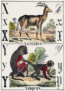 Písmeno X Xantarus; Y Yarques. Gravírování v „Abecedě divokých zvířat“. 9. série. Obrázky Epinal, Pellerin, tiskárna-nakladatel, kolem roku 1870. Rytiny na dřevě, šablona. 16 stran. Rozměr: 20 x 15 cm. Soukromá sbírka od French School