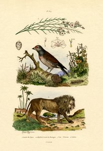 Linnet, 1833-39 od French School