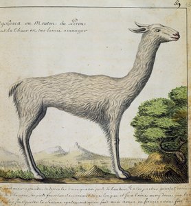 Llama, Peru, akvarel z deníku Jacques Gouin de Beauchesne (1652-1730), kapitán Compagnie royale de la Mer du Sud, od roku 1698 do roku 1701, Francie od French School