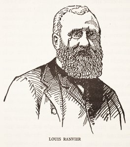 Louis Ranvier od French School
