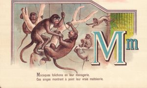 M: Makakové letáky v jejich zvěřinci, Tyto opice ukazují svou skutečnou matoiserii od French School