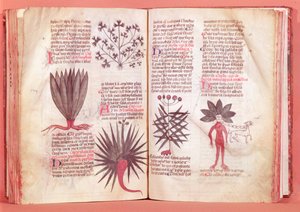 Mandrake, ze smlouvy Dioscorides (40-c.90 nl) od French School