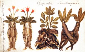 Mandragora, zázvor, Luna Campana od French School