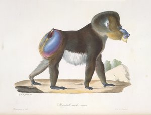 Mandril, muž, starý. Starý pavián mandrilový, z Přírodní historie savců (barva litho) od French School