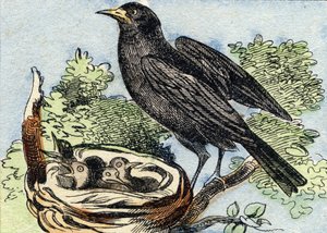 Merle. Rytina "Buffon Alphabet des Oiseaux n 2". 3. série N 2. Zobrazování Epinalu, Epinal, konec 19. století. 16 stran. Rozměr: 28 x 21 cm od French School
