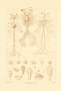 Metamorfóza, 1833-39 od French School