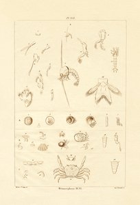 Metamorfóza, 1833-39 od French School