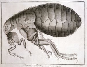 Mikroskop - v „Encyklopedii“, Diderot et d