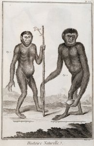 Opice Jocko a Gibbon od French School