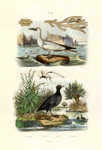 Mechové zvíře, 1833-39 od French School
