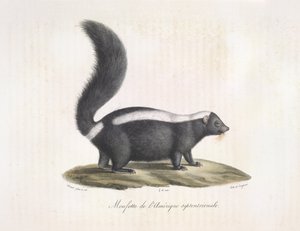 Skunk. Skunk, z přirozené historie savců (barva litho) od French School