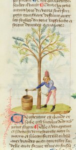 Ms Est 28 M.5.9 fol.165r Collecting Terpentine, od Grand Herbier od Pedanius Dioscorides (asi 40-90 nl) od French School