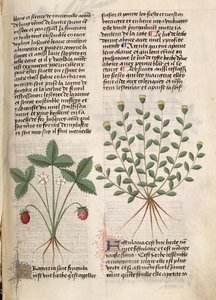 Ms Est 28 M 5,9 fol. 75r Strawberry Plant, z 