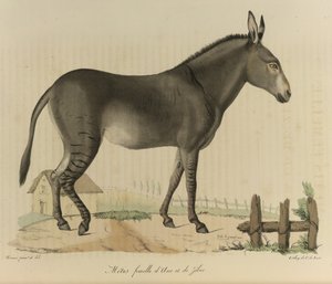 Samička Metis. Hybrid. Kříženec osla nebo osla a zebry, z „Přírodní historie savců“ (barva litho) od French School