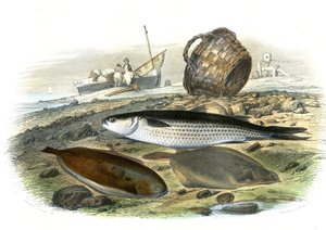 Parmice (Mugilidae), slunečnice (Solea vulgaris), Limand (Microstomus Kitt) - Talíř extrahovaný z přírodní historie Bernardem Germainem de Lacepede (1856-1925), vydání P.Furme, Paříž od French School
