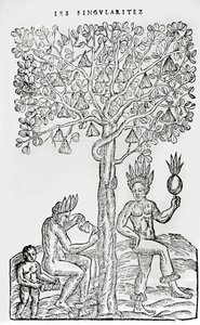 Nana fuit, léčivá rostlina, ilustrace z Singularities of France Antarctica, Andre de Thevet, 1558 od French School