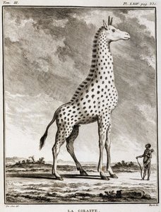 Natural History Tale: La Giraffe - in “” Natural History, General and Particulate”” od Buffona od French School
