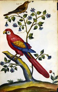 Slavík a papoušek (akvarel na papíře) od French School