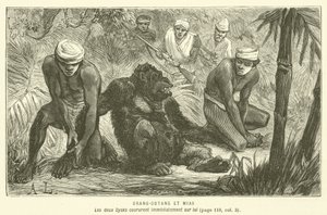 Orang-Outang Et Mias (rytina) od French School