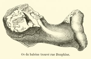 Nalezena velrybí kost rue Dauphine od French School