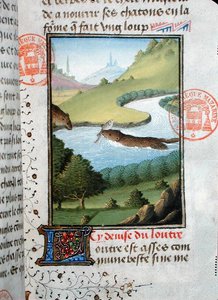 Vydra chytá ryby, z Livre de la Chasse od Gastona Phebuse de Foix (1331-91) (vellum) od French School