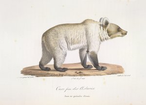 Asturská medvědice. Samice španělského medvěda hnědého, z Přírodní historie savců (barva litho) od French School