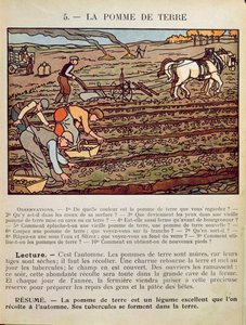 Stránka ze školní učebnice ilustrující Pěstování brambor, c.1910 od French School
