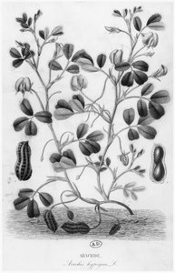 Arašídy (Arachis hypogaea) od French School