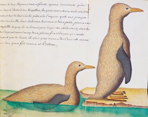 Tučňáci, Magellanův průliv, akvarel z lodního deníku Jacques Gouin de Beauchesne (1652-1730), kapitán Compagnie royale de la Mer du Sud, od roku 1698 do roku 1701, Francie od French School