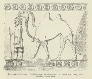 Persepolis, dvouhrbý dvouhrbý velbloud od French School