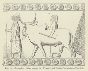 Persepolis, indický hrbatý vůl od French School