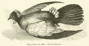 Čínský holub s píšťalkou (rytina) od French School