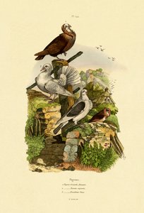 Holubi, 1833-39 od French School