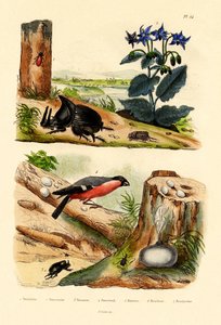 Weevil borovice, 1833-39 od French School