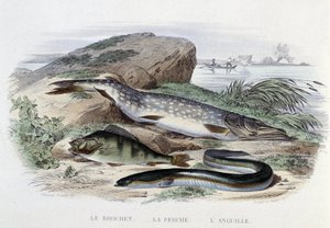 Ryby: Le brochet, la perche, l