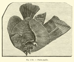 Motýl Platax od French School