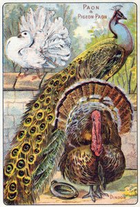 Talíř 1: Páv a holub páv, Turecko. Rytina ve "Slabikářské abecedě ptáků a plazů"". Serie A. Pellerin et Cie, tiskaři-nakladatelé, Epinal, konec 19. století. Chromolitografy. Malé 8stránkové reklamní album obsahující slabikář a a od French School