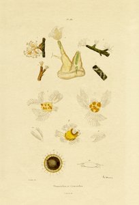 Polyp, 1833-39 od French School
