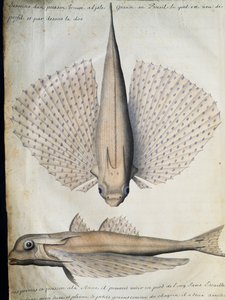 Profil a zadní strana okřídlené ryby, Big Island, Brazílie, akvarel z lodního deníku od Jacquese Gouina de Beauchesne (1652-1730), kapitána Compagnie royale de la Mer du Sud, od roku 1698 do roku 1701, Francie od French School