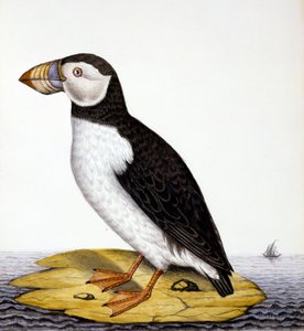 Puffin, marmon fratercula, cca 1840 (wc na papíře) od French School