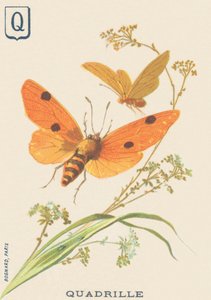 Q: Quadrille (Lithosia quadra nebo Lithosie quadrille) od French School