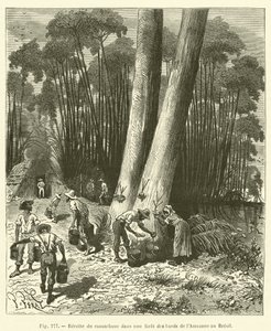 Recolte du caoutchouc dans une foret des bords de l"Amazone au Bresil od French School