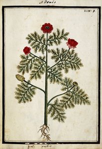 Červený Adonis, kolem roku 1700 od French School