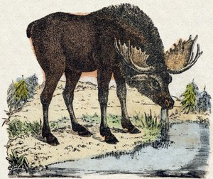 Sob. Gravírování v „“Abeceda zvířat sauvages““. 9. série. Obrázky Epinal, Pellerin, tiskárna-nakladatel, kolem roku 1870. Rytiny na dřevě, šablona. 16 stran. Rozměr: 20 x 15 cm. Soukromá sbírka od French School
