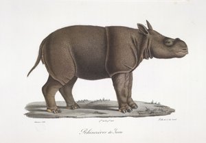 Nosorožec jávský, z přírodní historie savců (barevné lito) od French School