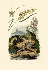 Rýže, 1833-39 od French School